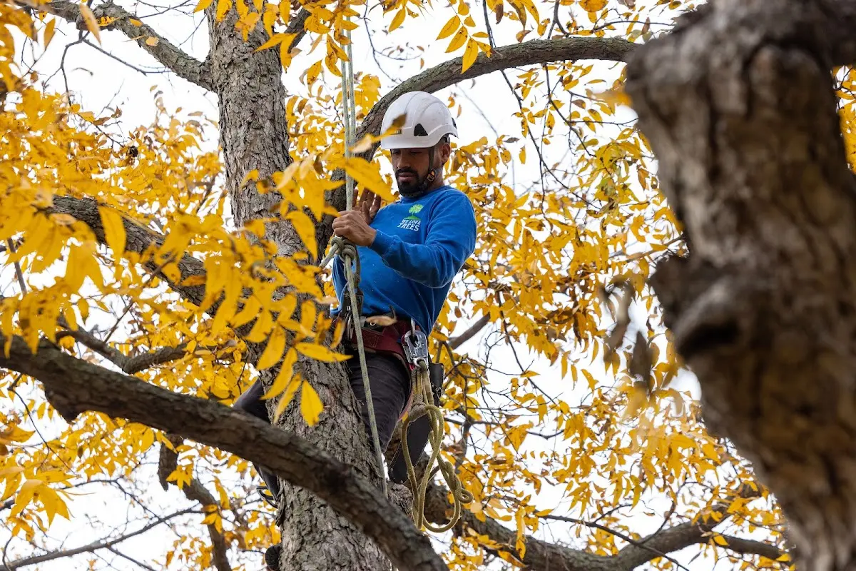 Skilled Tree Planing crew working in Page